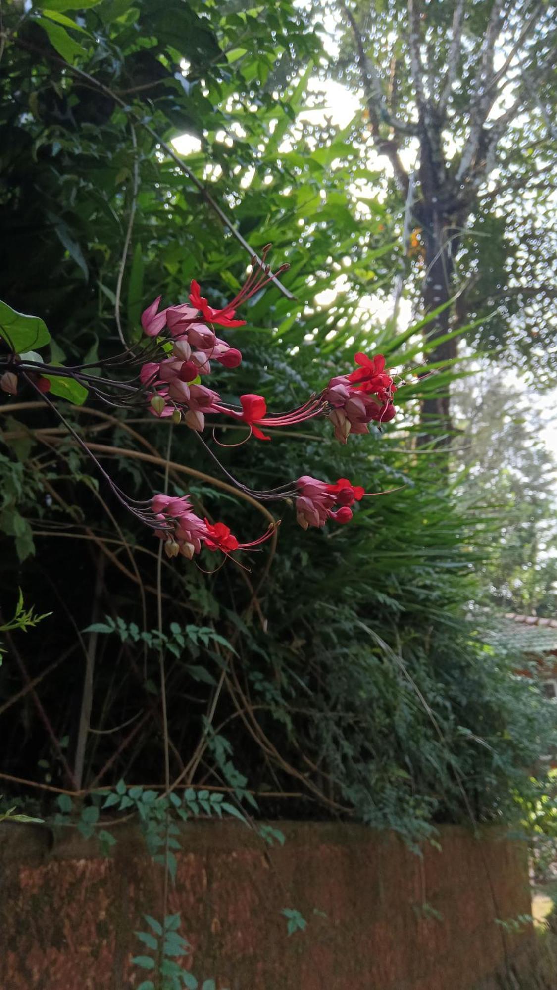 Jungle Valley Ayurvedic Spa Resort Meppādi Exteriér fotografie