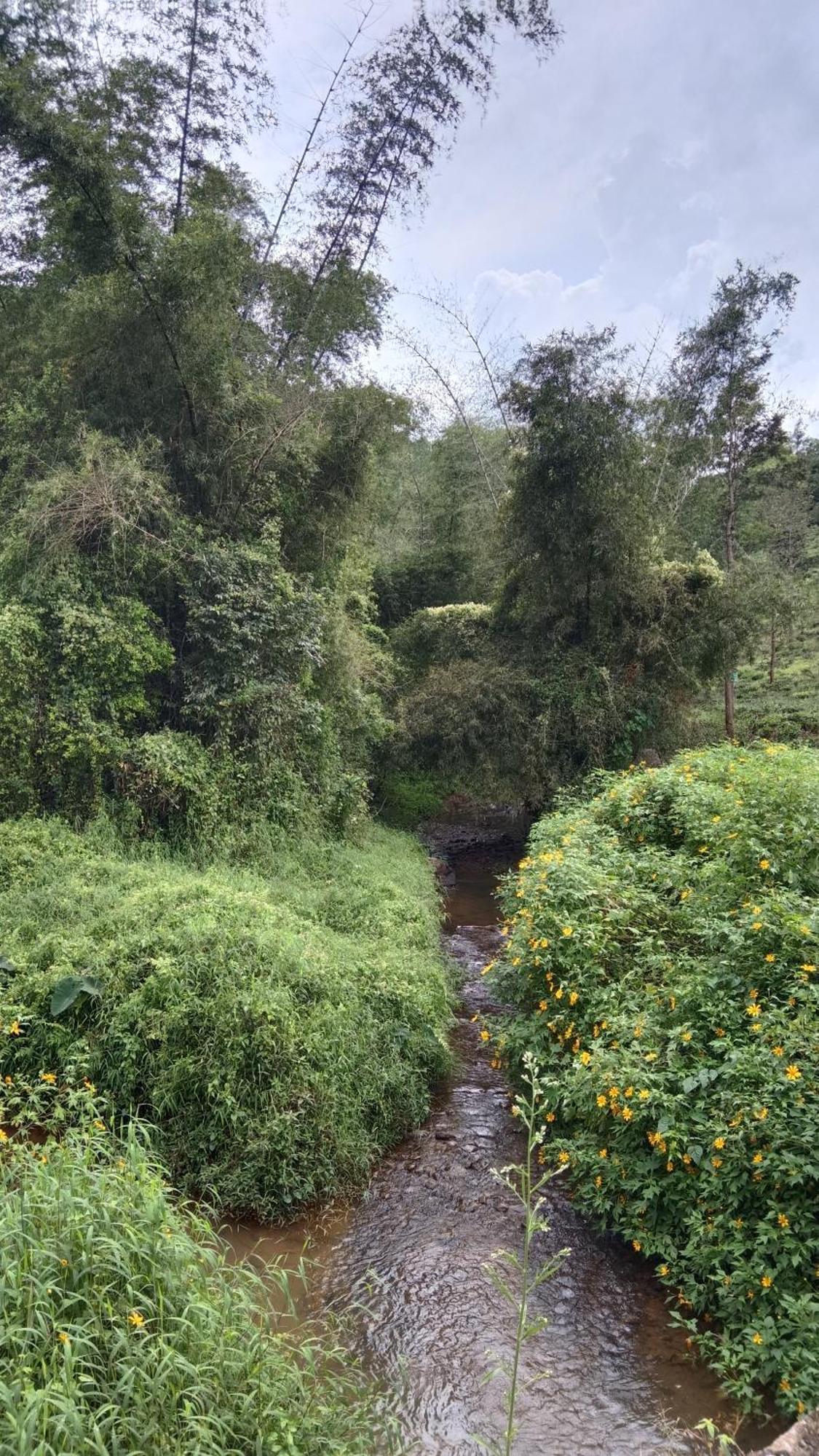 Jungle Valley Ayurvedic Spa Resort Meppādi Exteriér fotografie